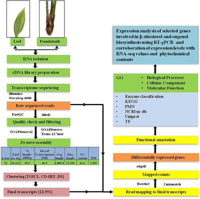 De novo transcriptome based insights into secondary metabolite biosynthesis in Malaxis acuminata (Jeevak)–A therapeutically important orchid